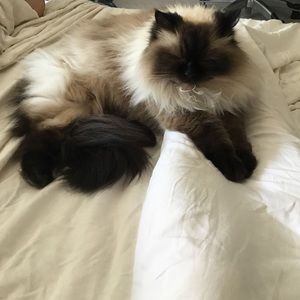 Meet your Posher, Diana